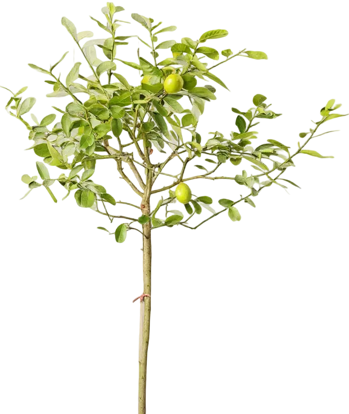 Lemon Tree Tall (1.5m) - Image 12