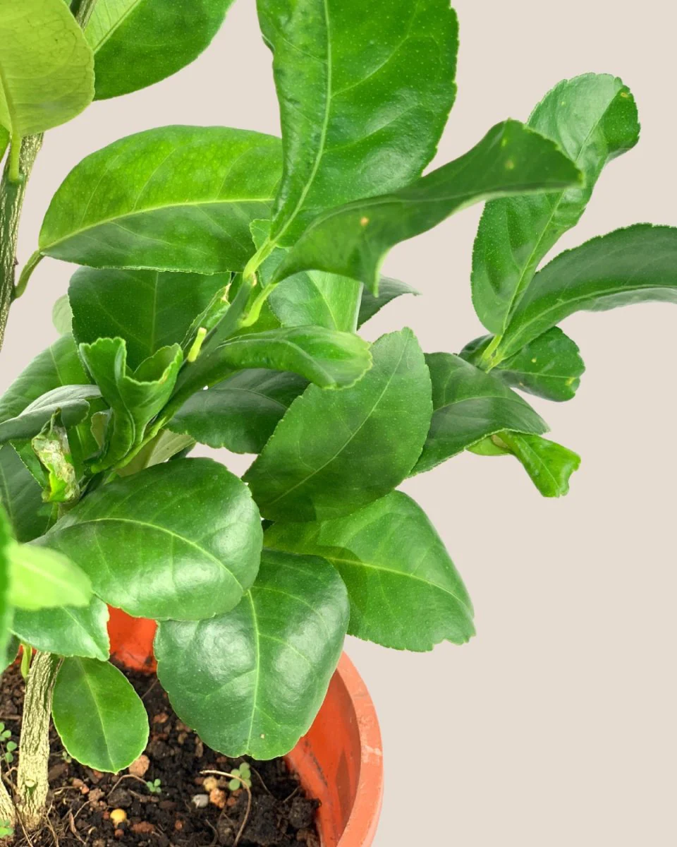 Lemon Tree Tall (1.5m) - Image 7
