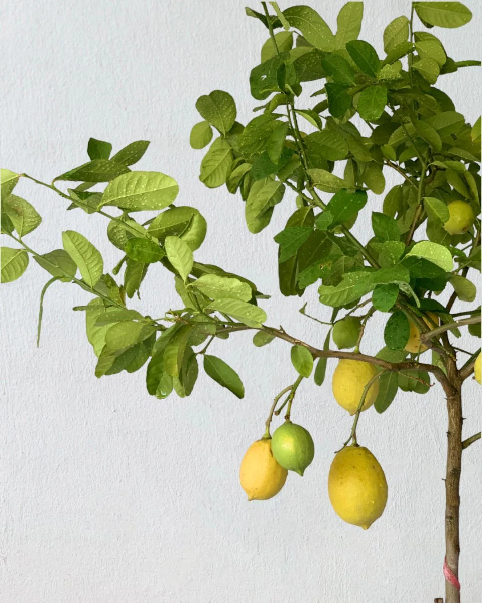 Lemon Tree Tall (1.5m) - Image 8