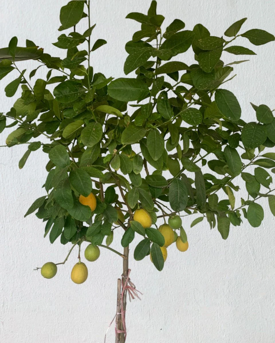 Lemon Tree Tall (1.5m) - Image 9