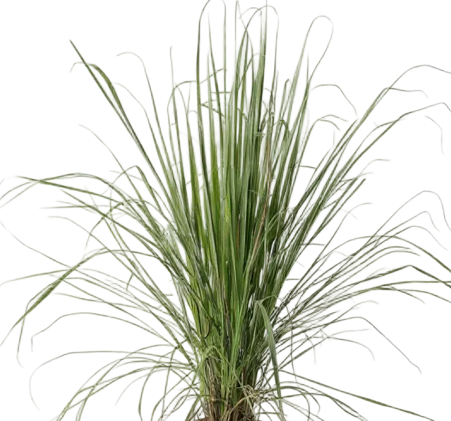 Lemongrass - Image 3