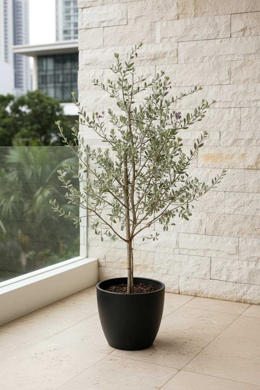 Leucophyllum Frutescens – Texas Sage / Silver Bush