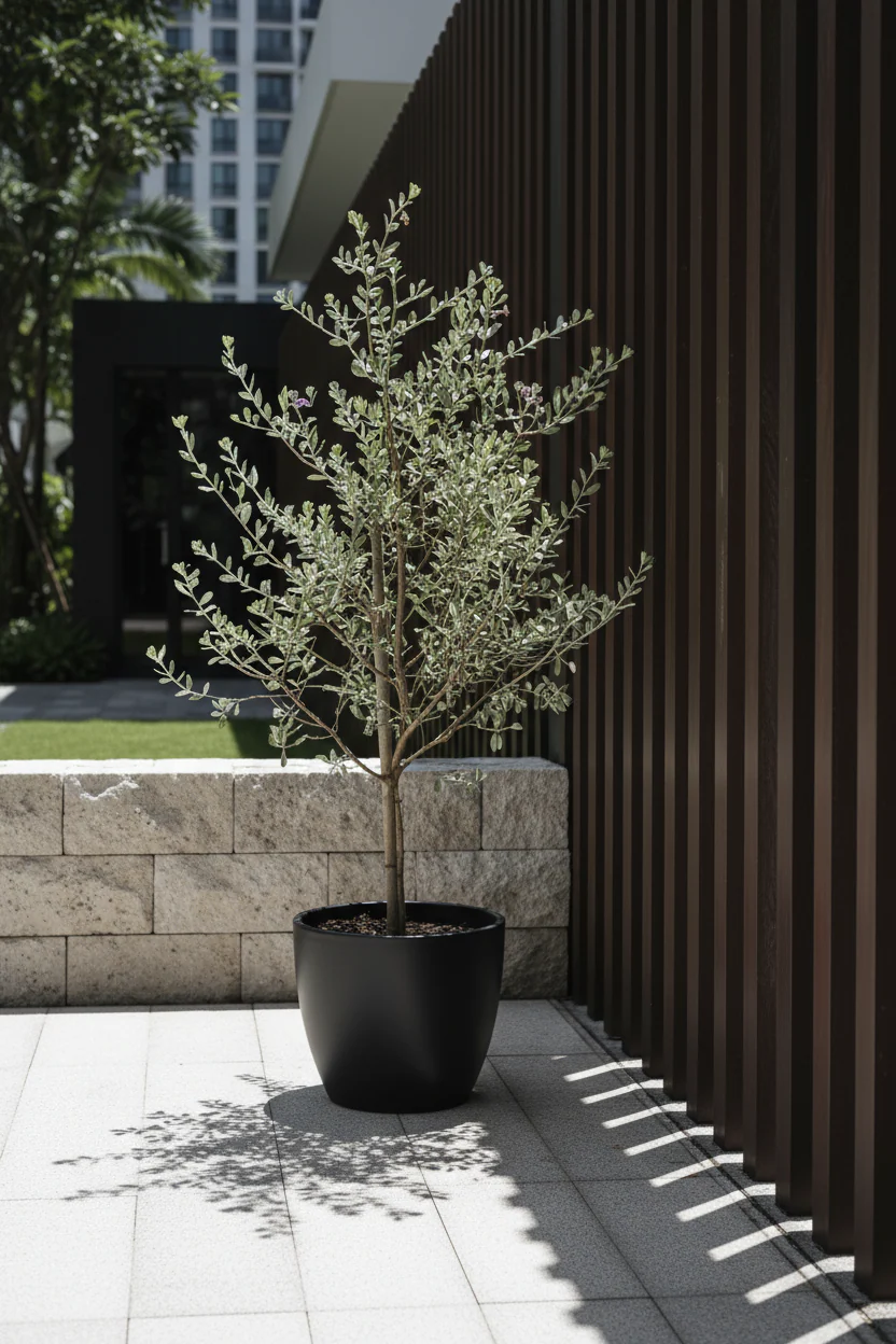 Leucophyllum Frutescens – Texas Sage / Silver Bush - Image 5