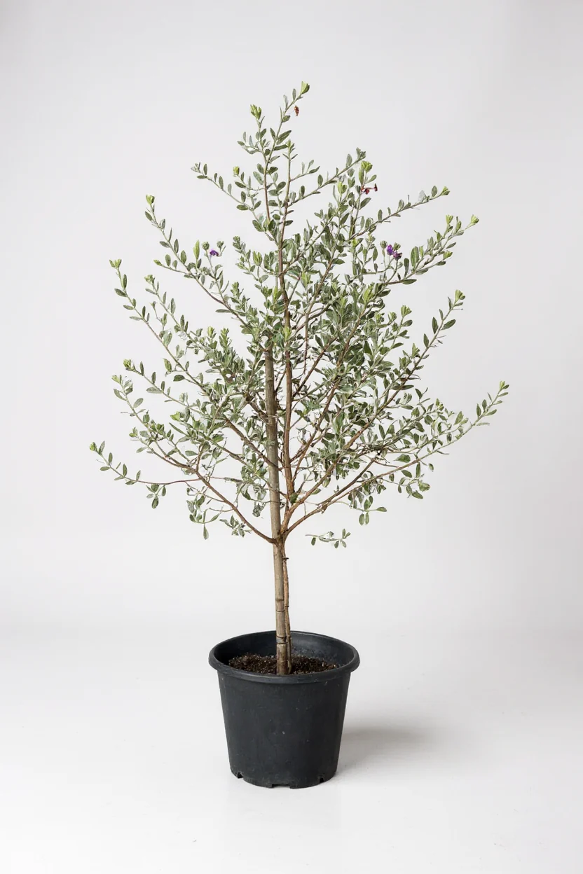 Leucophyllum Frutescens – Texas Sage / Silver Bush - Image 6