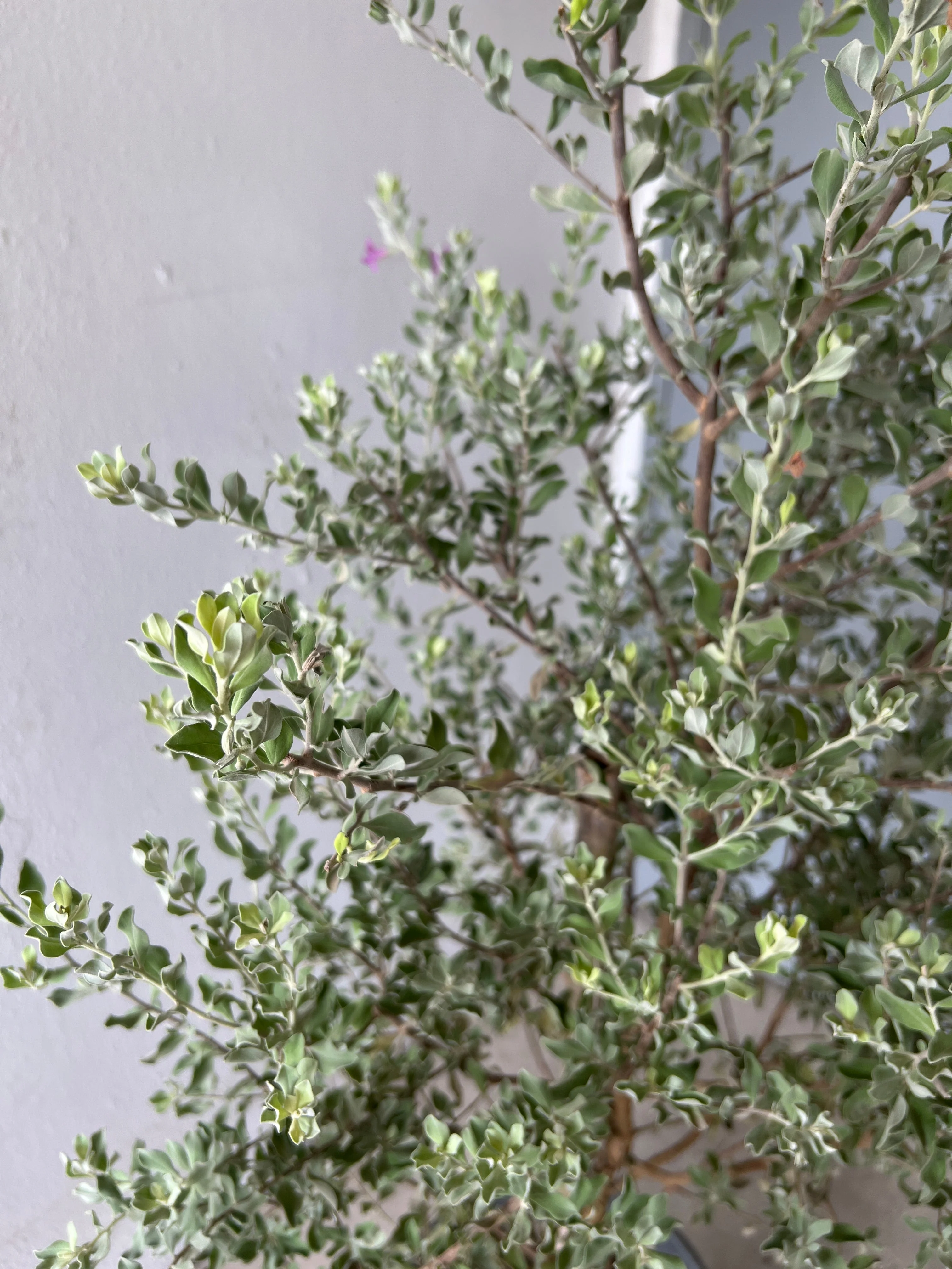 Leucophyllum Frutescens – Texas Sage / Silver Bush - Image 7
