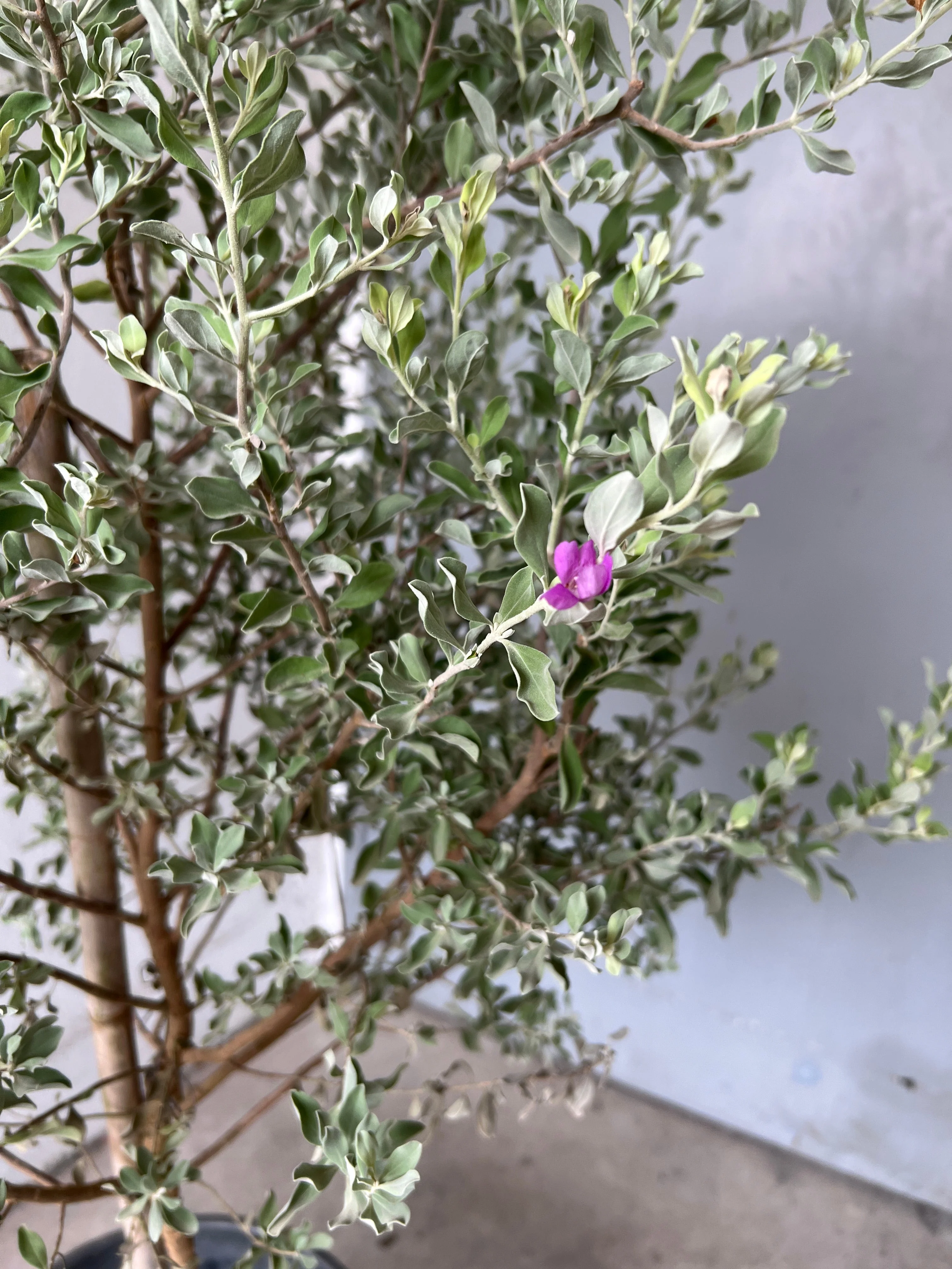 Leucophyllum Frutescens – Texas Sage / Silver Bush - Image 8