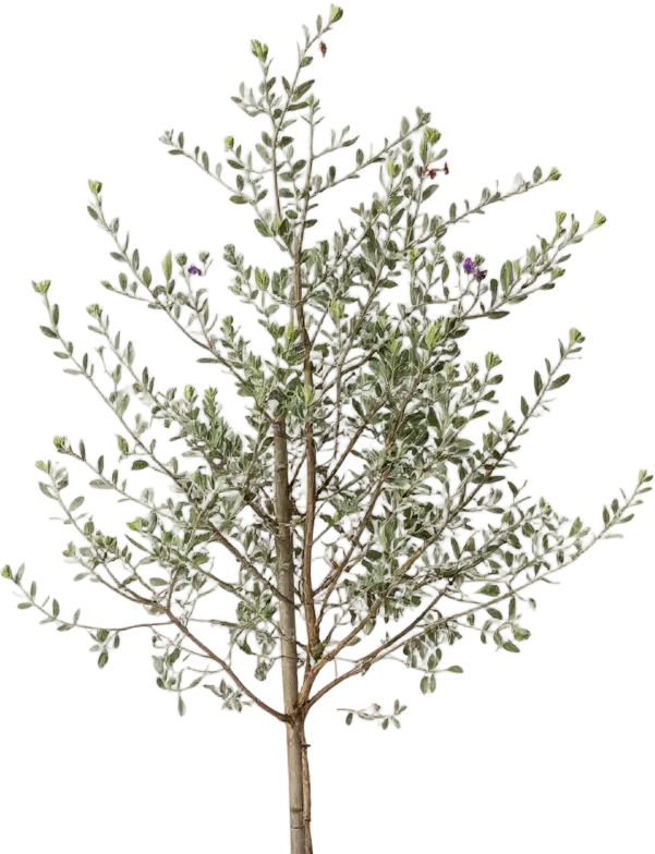 Leucophyllum Frutescens – Texas Sage / Silver Bush - Image 9