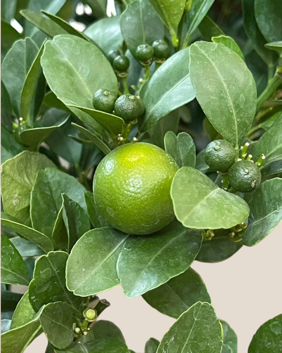 Lime Tree Baby - Image 2