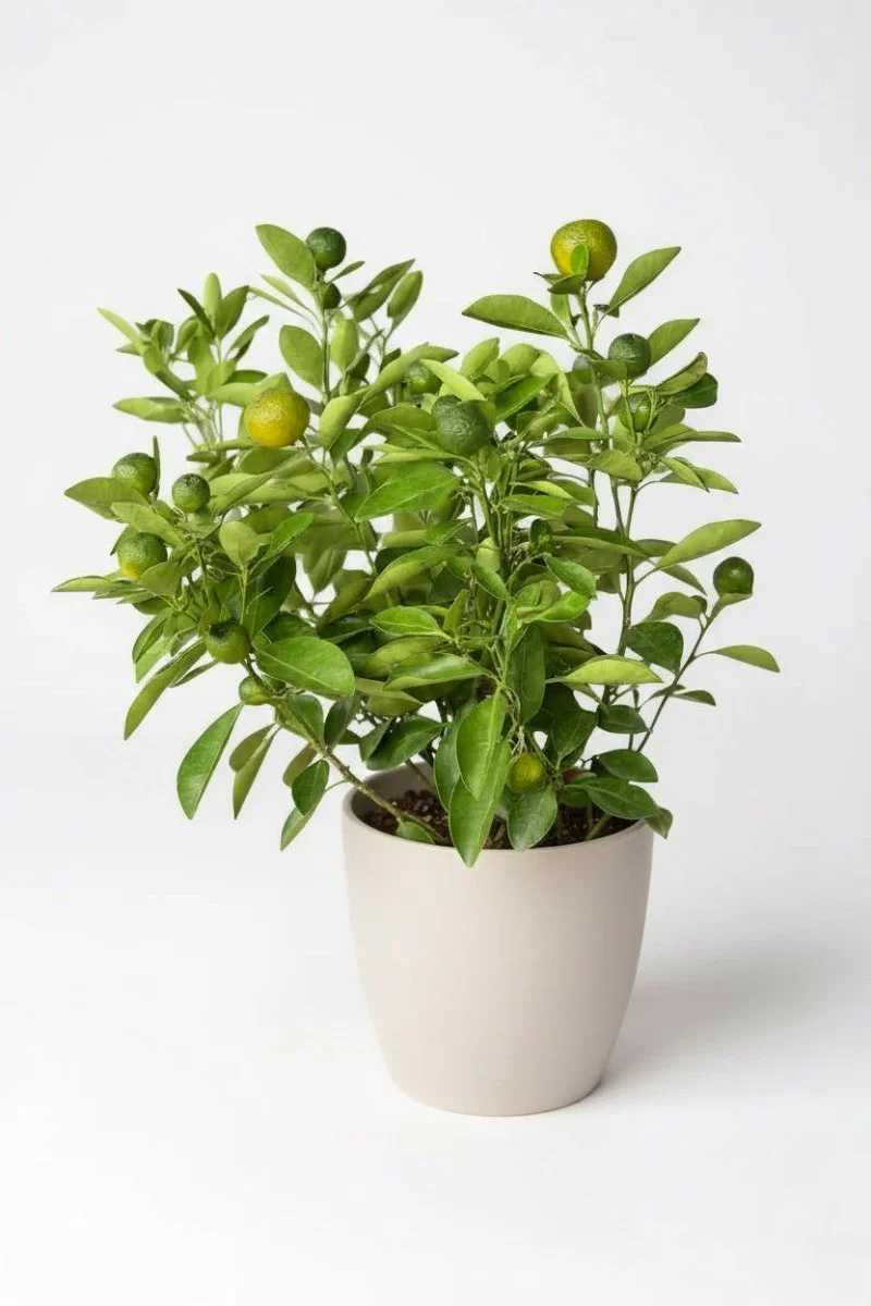 Lime Tree Baby - Image 6