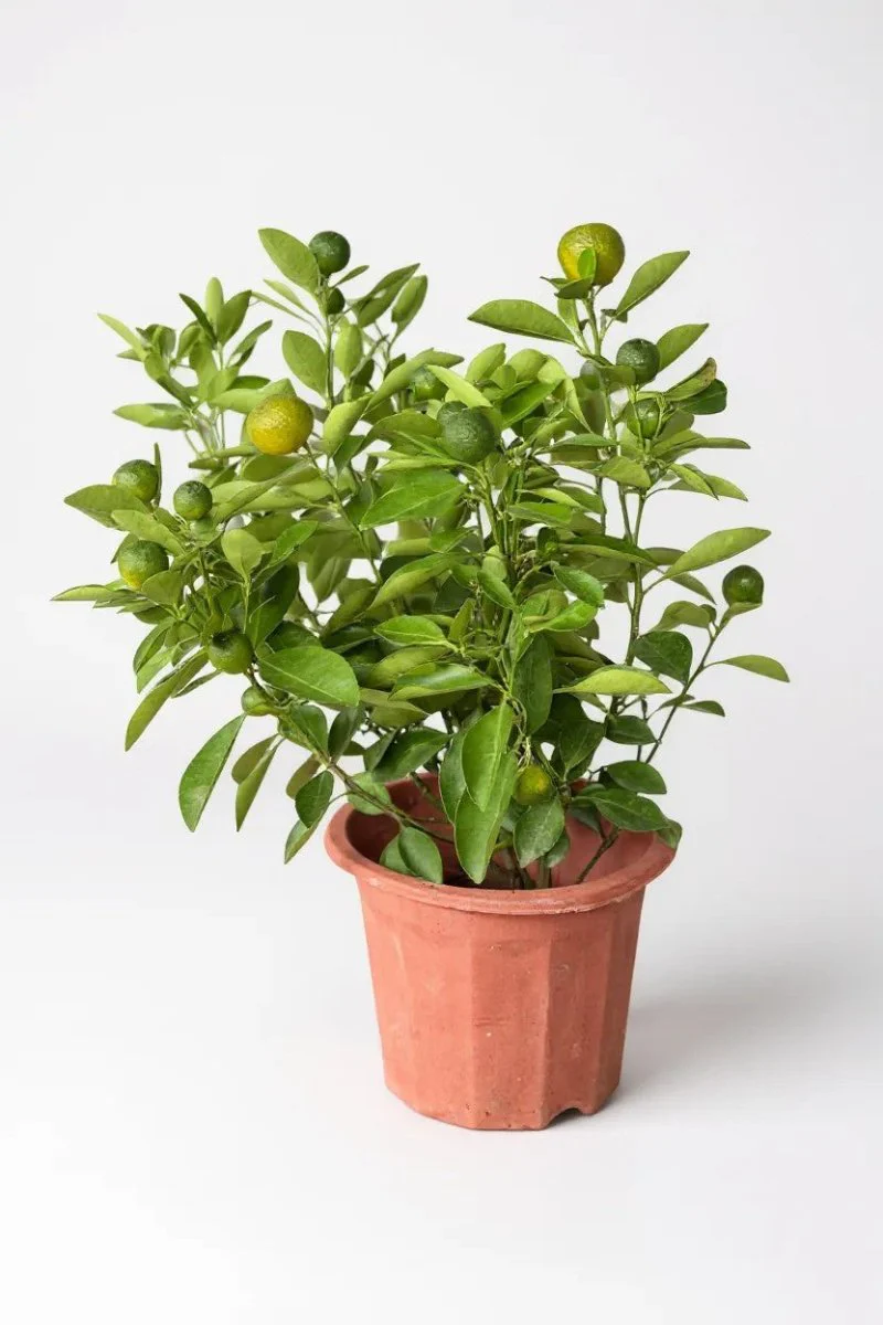 Lime Tree Baby - Image 7