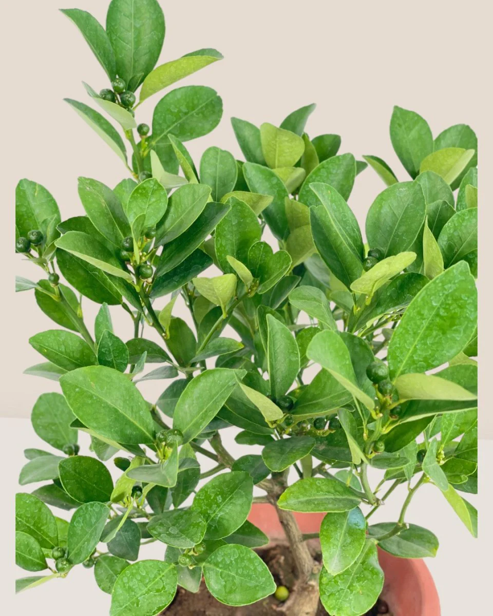 Lime Tree Baby - Image 8