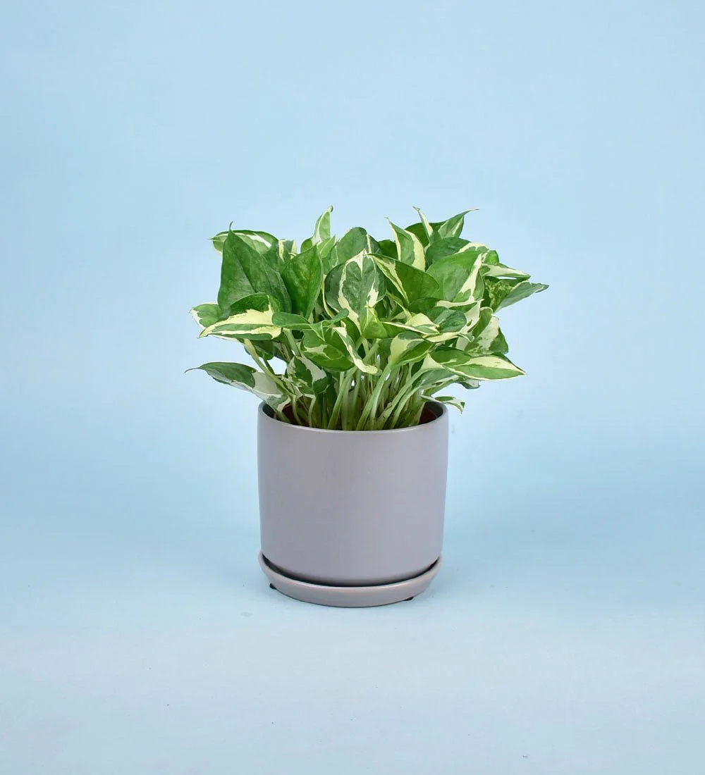 Little Cylinder Grey with Tray Planter - Image 2