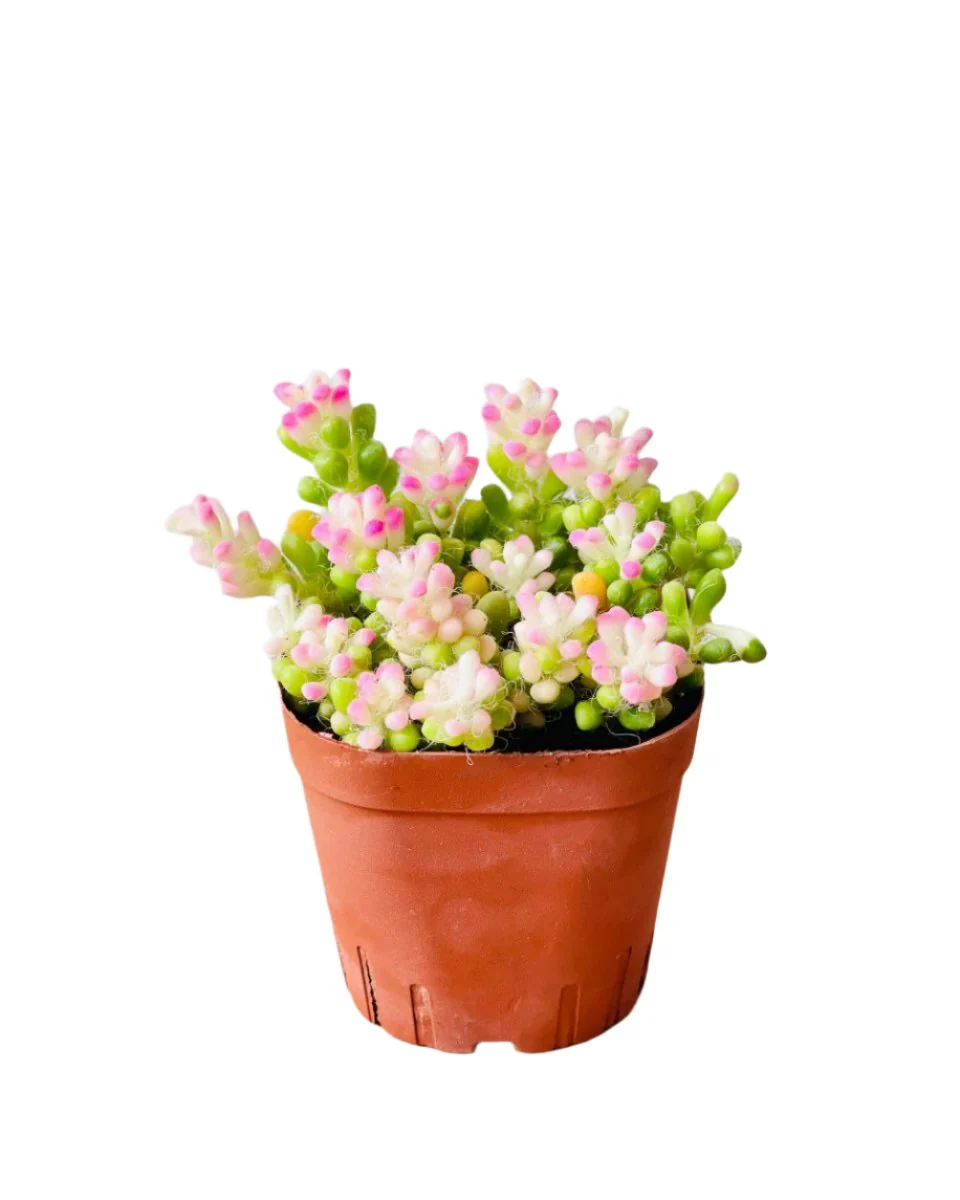 Little Sunrise Succulents - Image 10