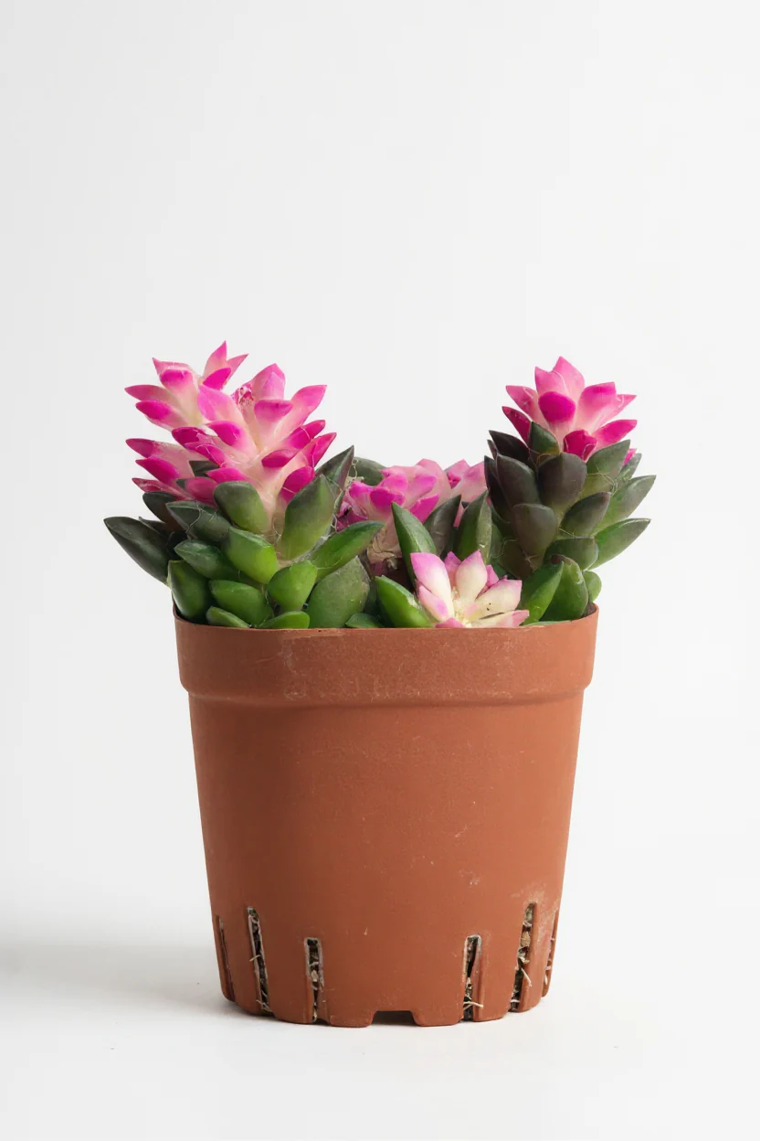 Little Sunrise Succulents - Image 11