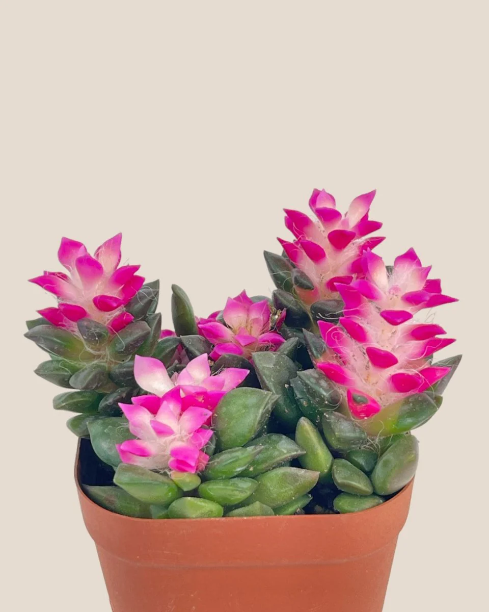 Little Sunrise Succulents - Image 6