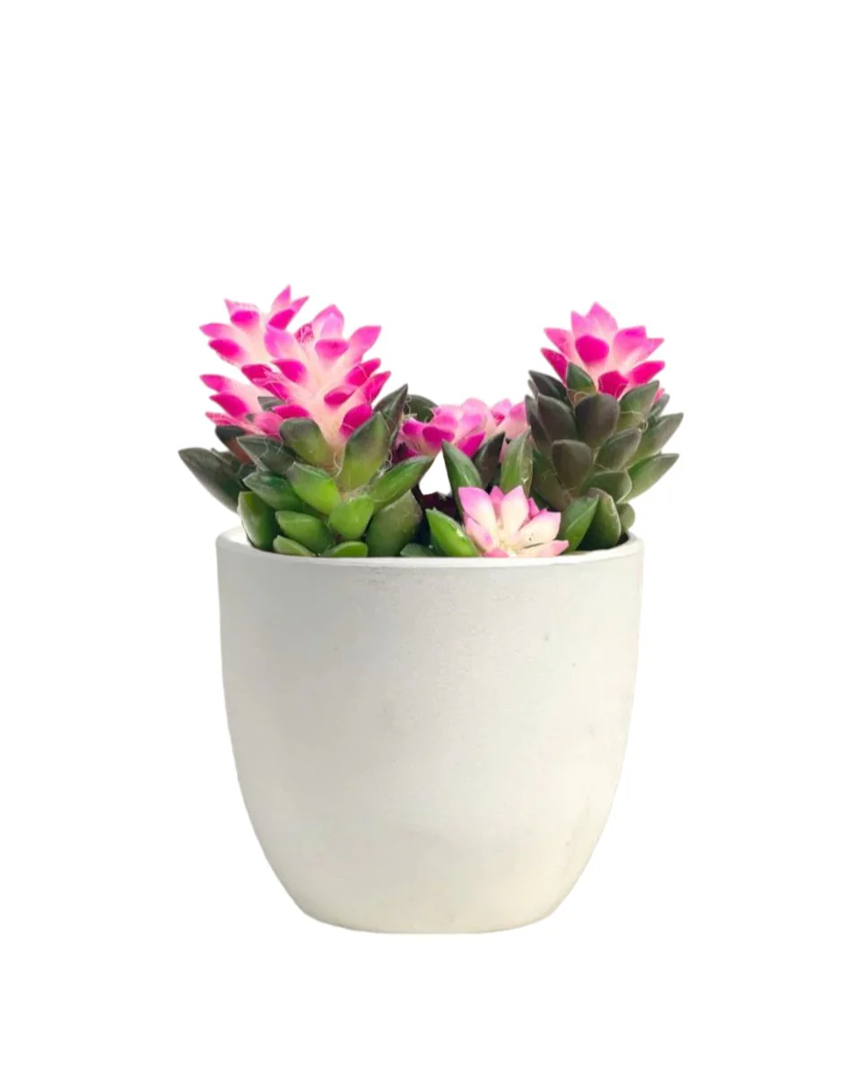 Little Sunrise Succulents - Image 7