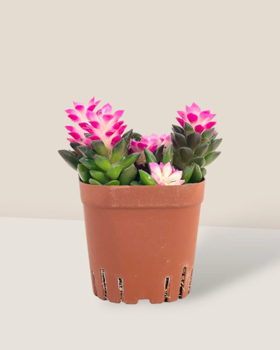 Little Sunrise Succulents - Image 8