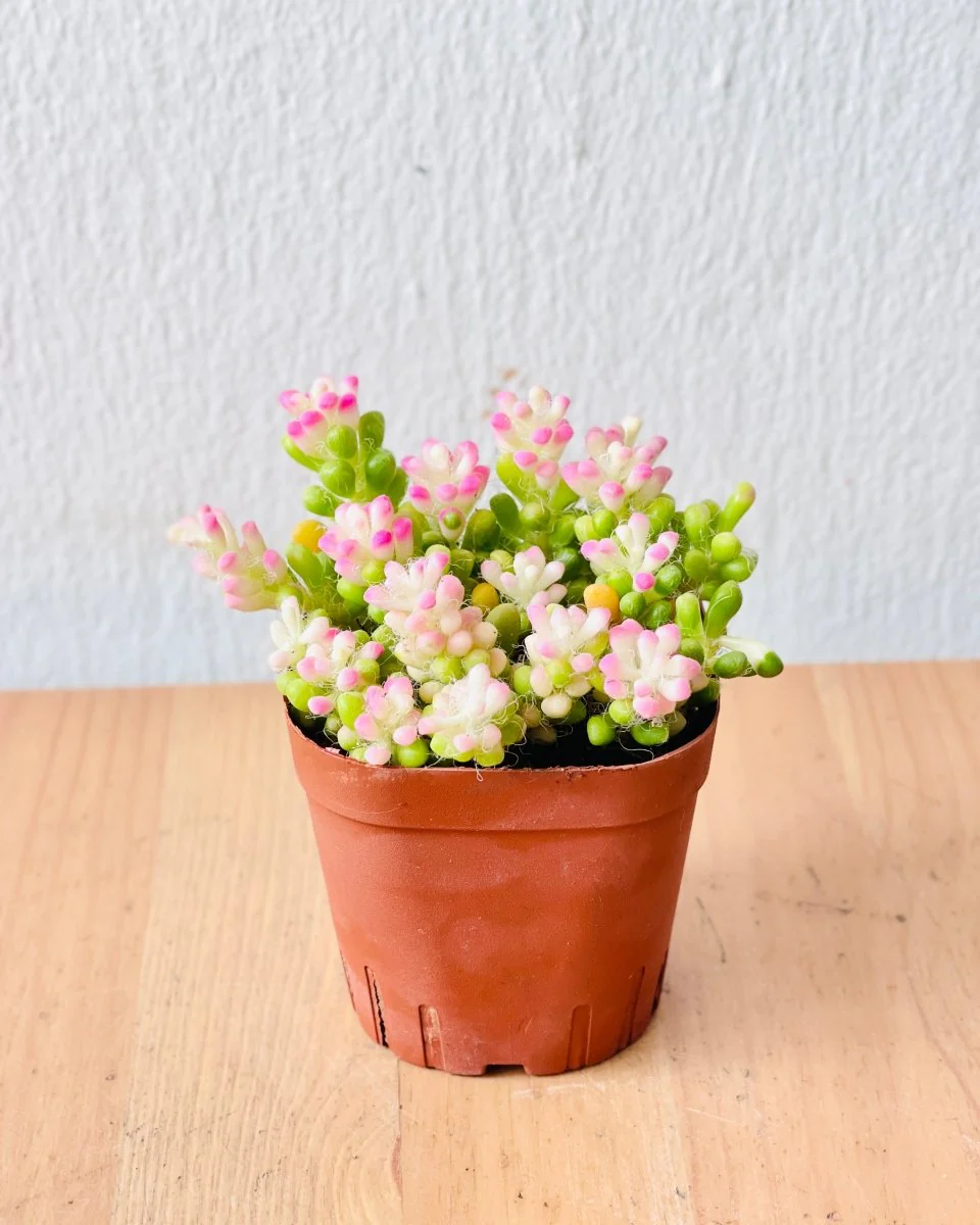 Little Sunrise Succulents - Image 9