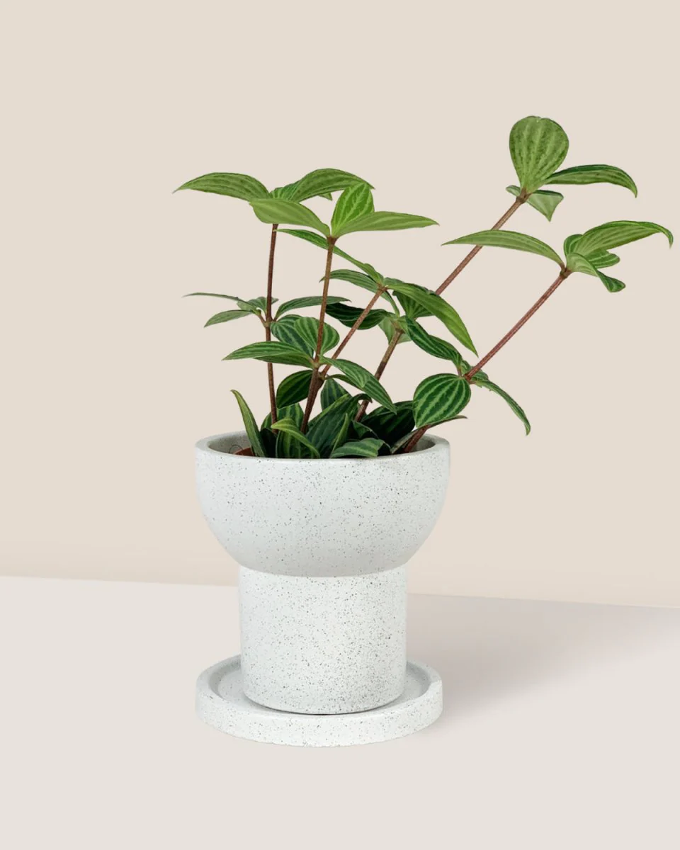 Little Tower White with Tray Planter - Image 2