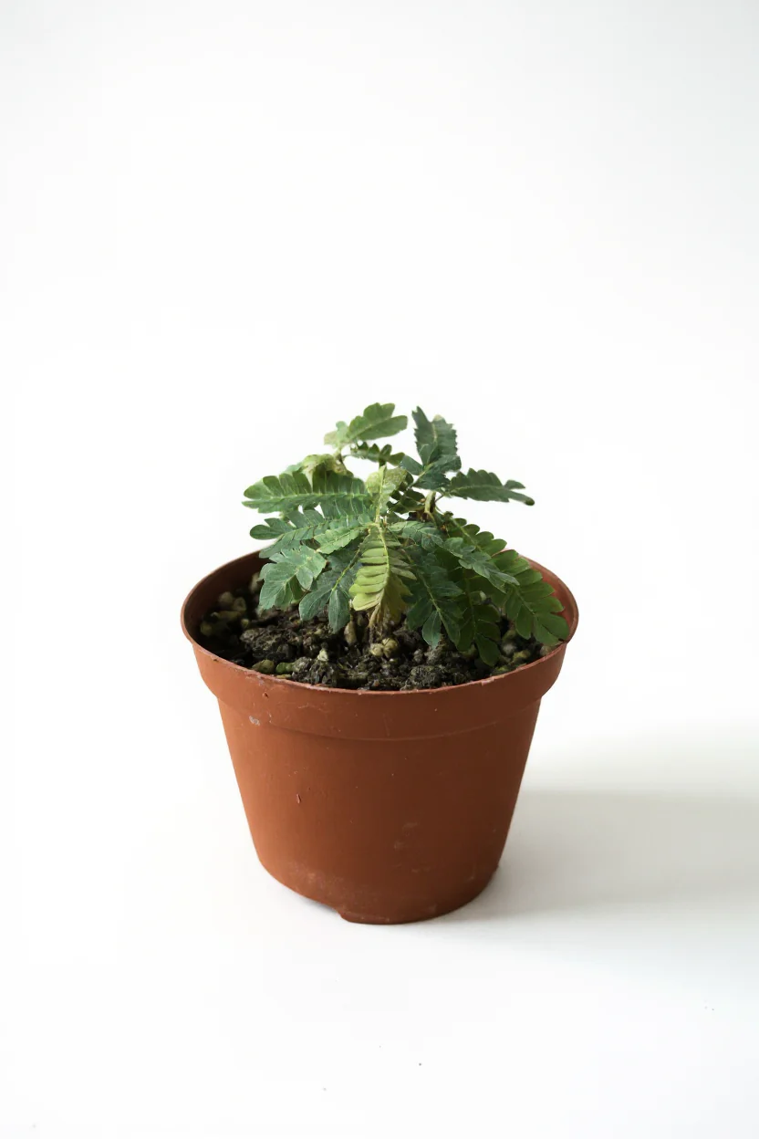 Little Tree - Image 6