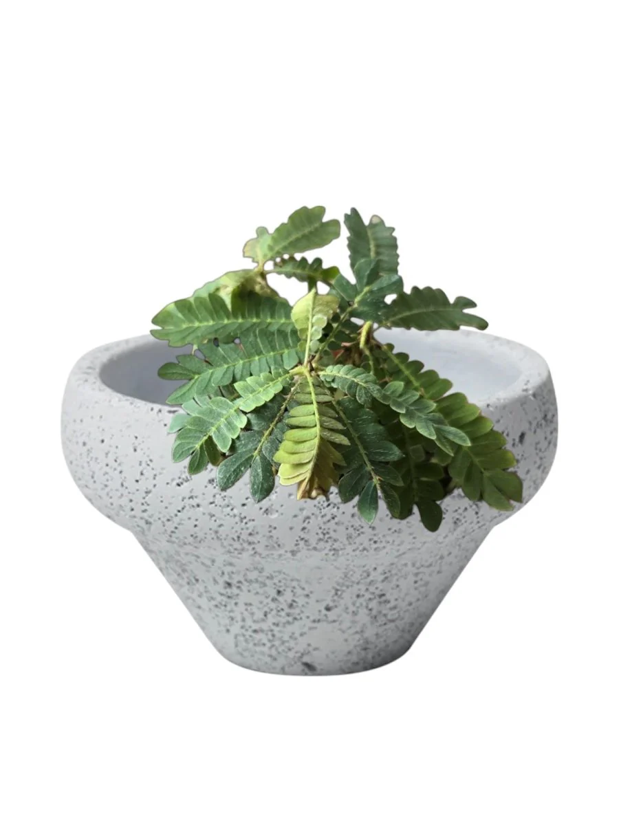 Little Tree - Image 8
