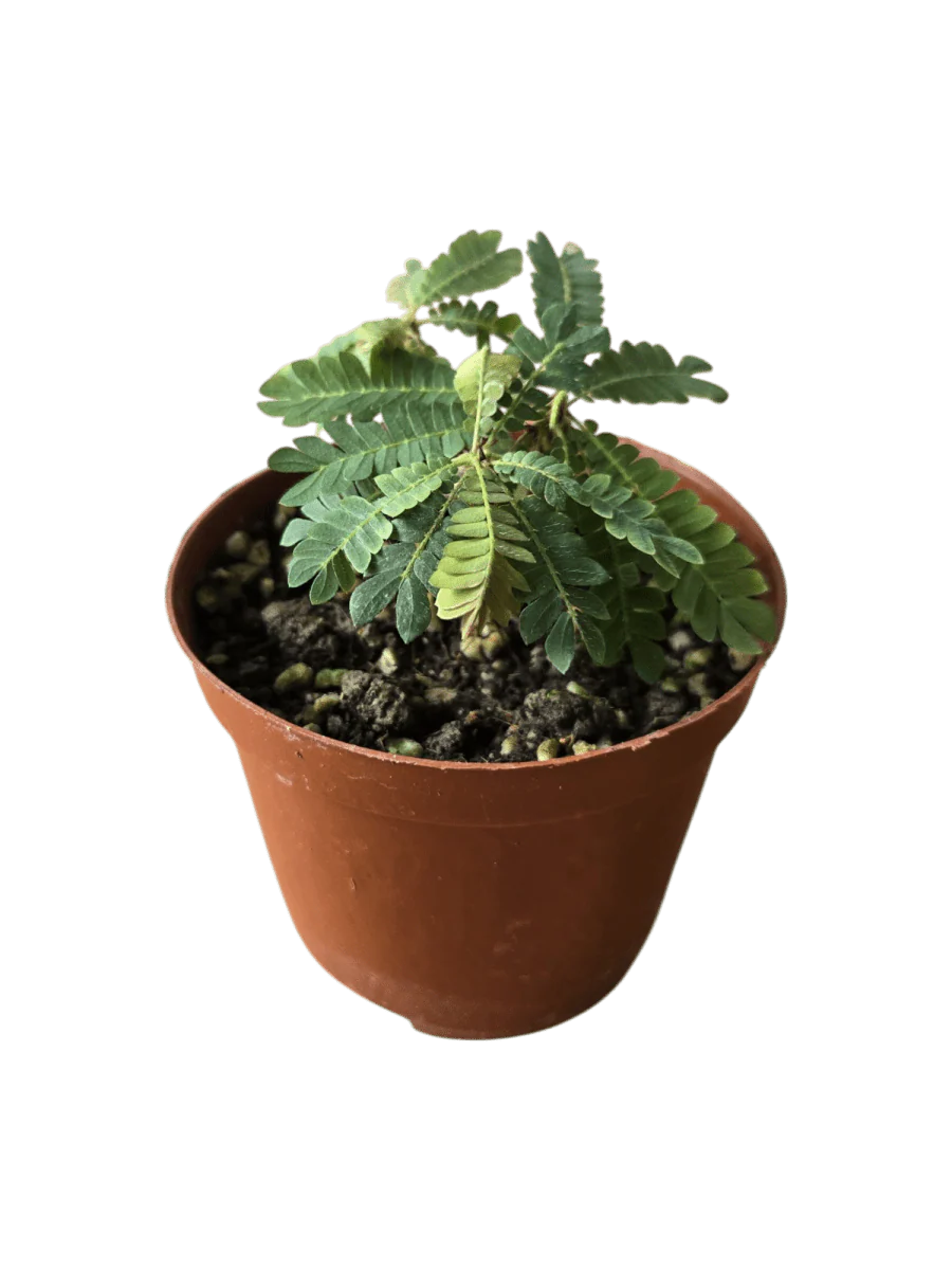 Little Tree - Image 9