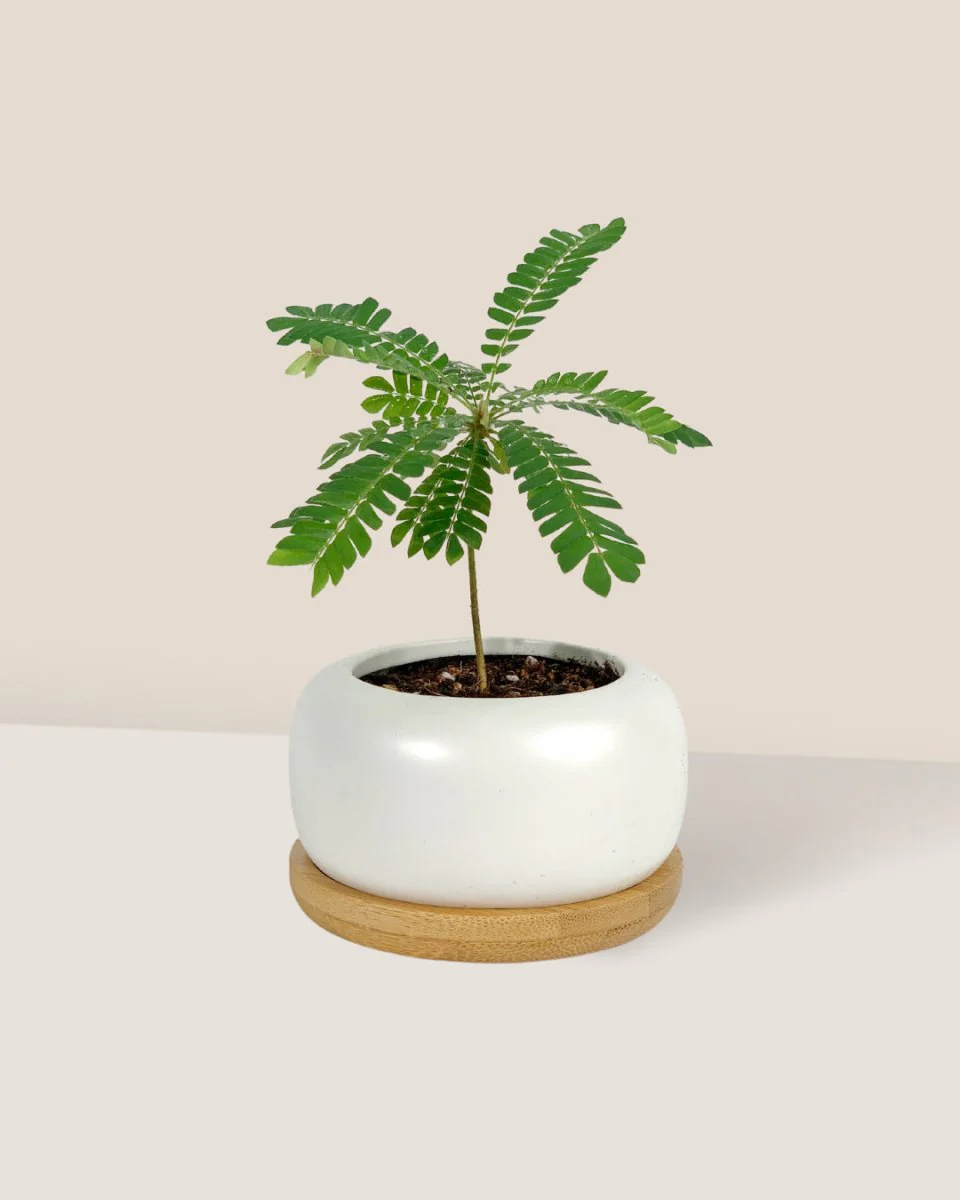 Little Tree Plant 'Biophytum sensitivum' - Image 2