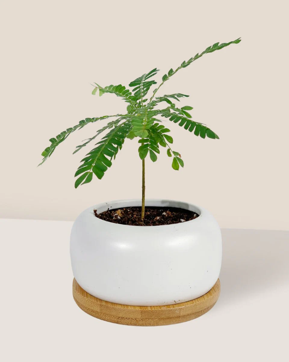 Little Tree Plant 'Biophytum sensitivum' - Image 3