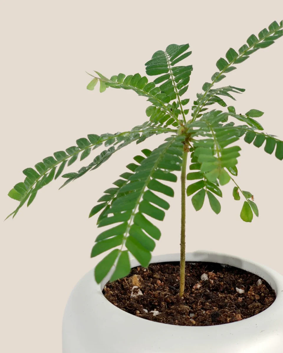 Little Tree Plant 'Biophytum sensitivum' - Image 4