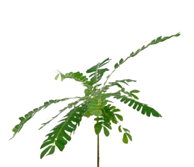 Little Tree Plant 'Biophytum sensitivum' - Image 5