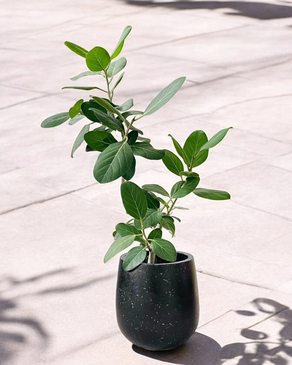 Little Tulip Pots - Image 5