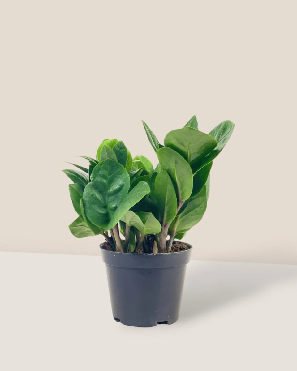 ZZ Plant - Baby - Image 10