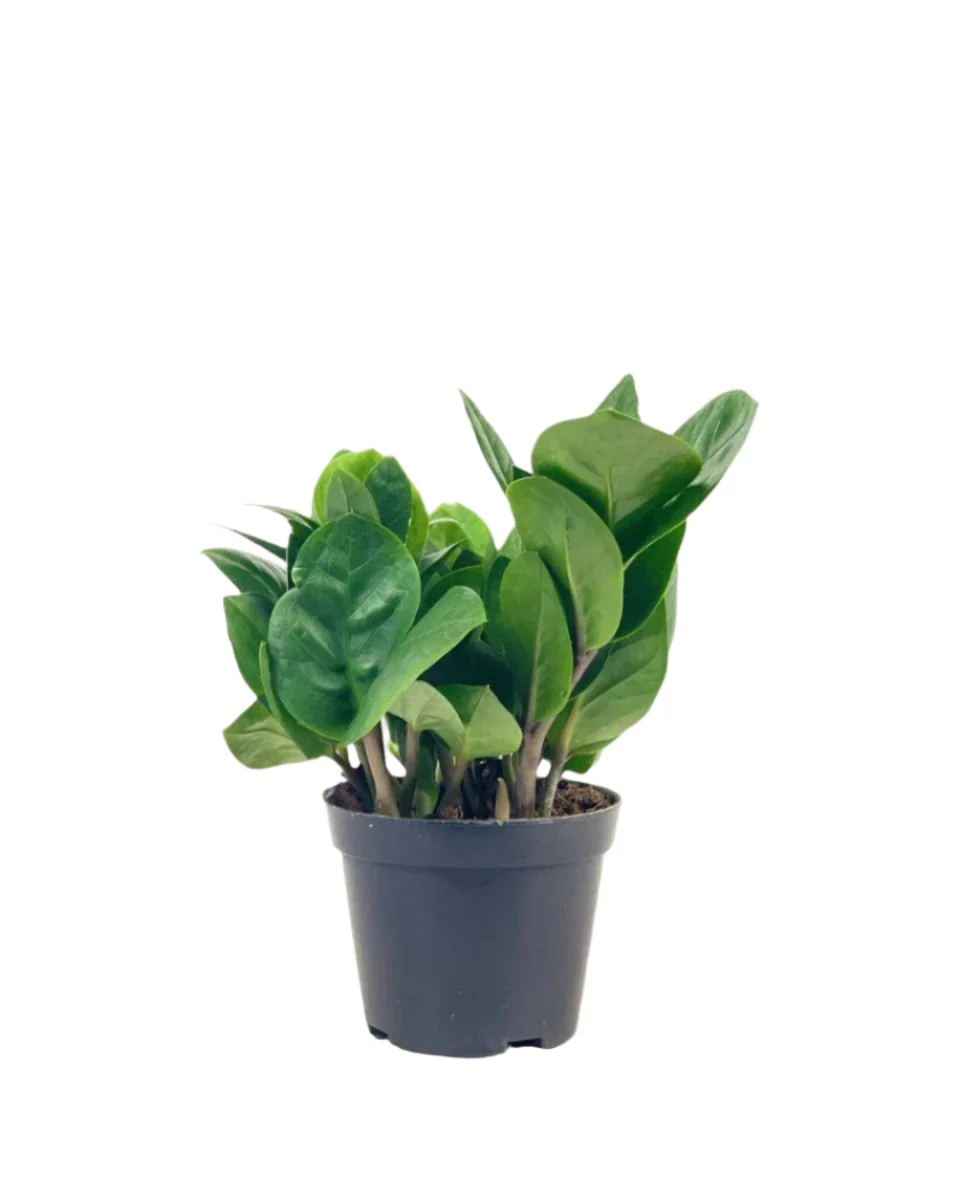 ZZ Plant - Baby - Image 11