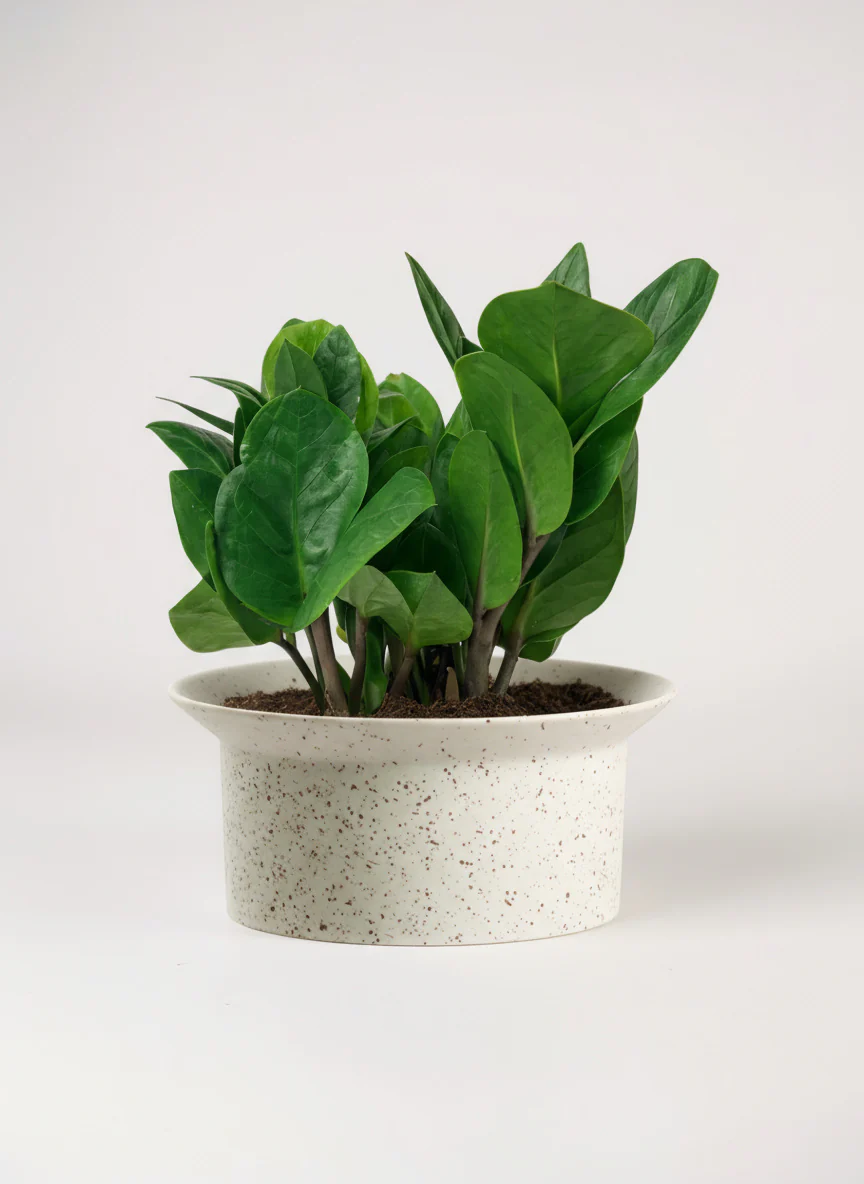 ZZ Plant - Baby - Image 6