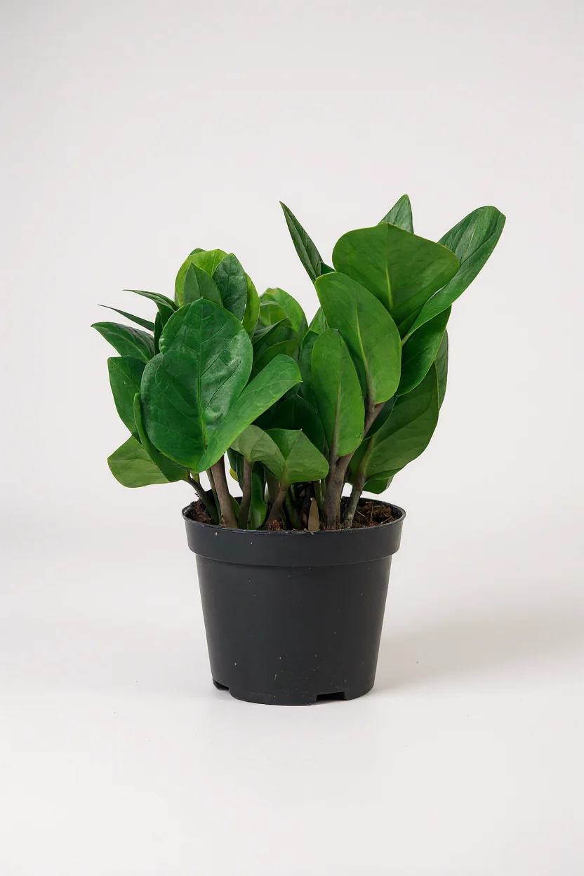 ZZ Plant - Baby - Image 7
