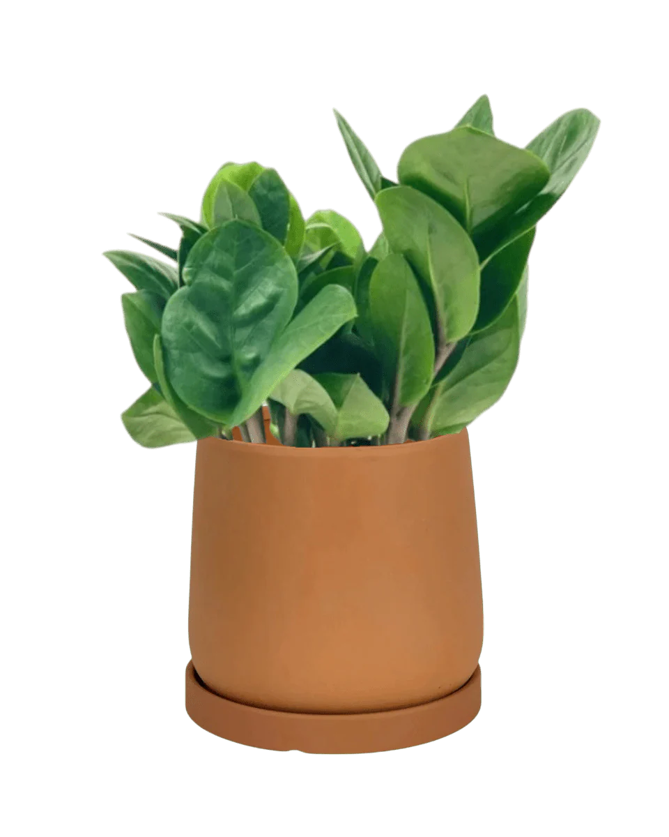 ZZ Plant - Baby - Image 8