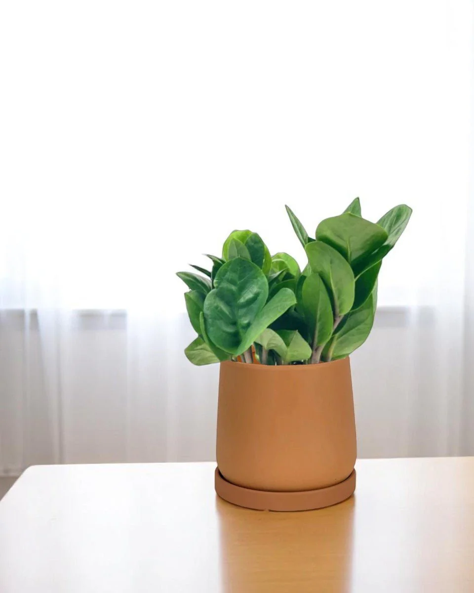 ZZ Plant - Baby - Image 9