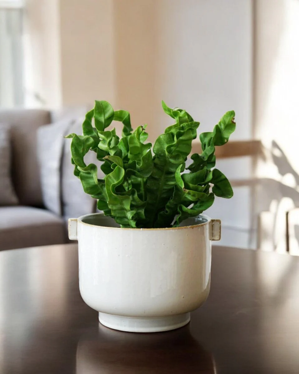 Livia Planter - Image 2