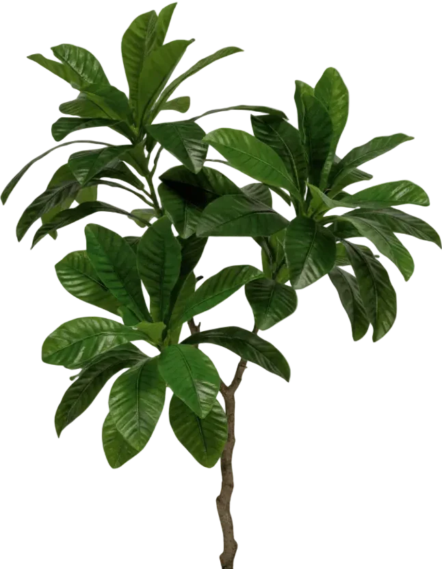 Loquat Tree (Life-like Artificial) - Image 13