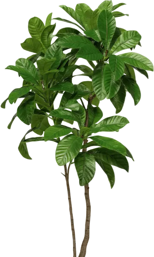 Loquat Tree (Life-like Artificial) - Image 15