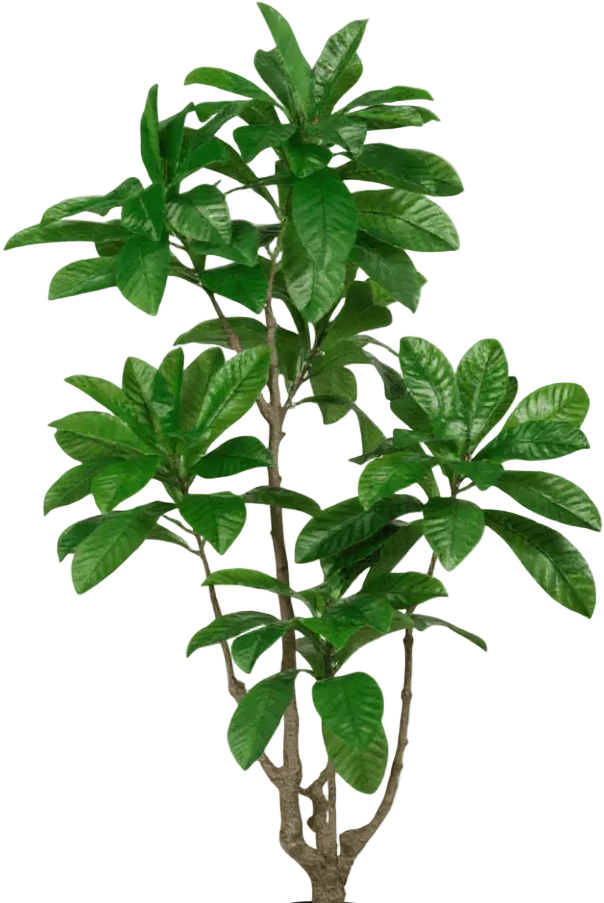 Loquat Tree (Life-like Artificial) - Image 16