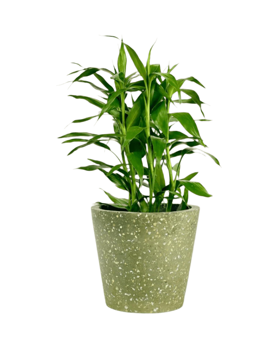 Lucky Bamboo Plant - Image 10