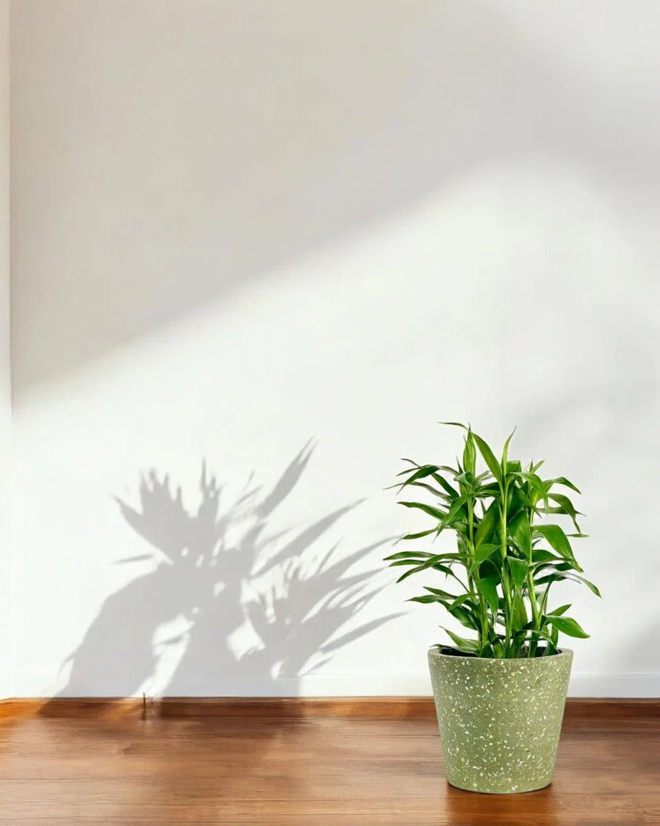 Lucky Bamboo Plant - Image 11