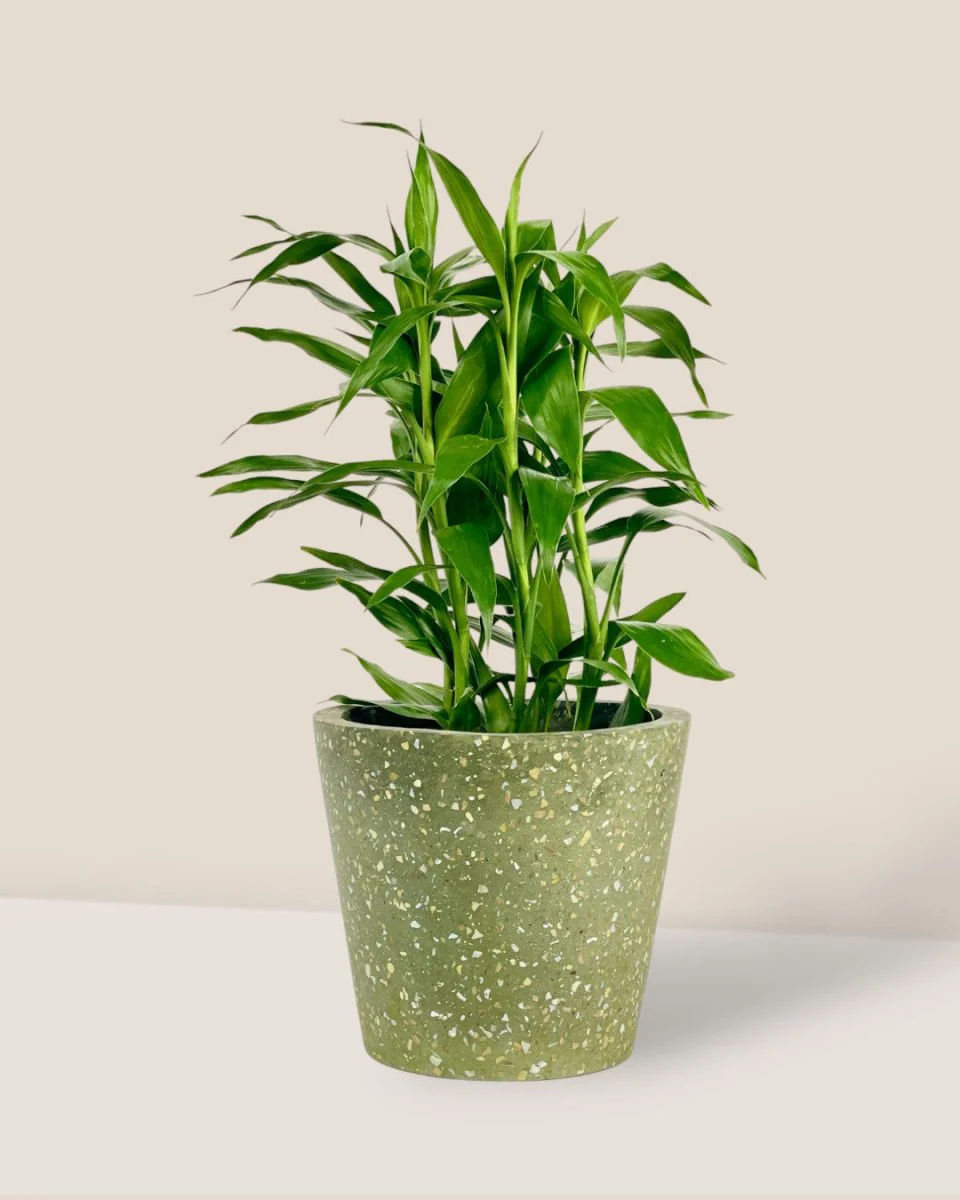 Lucky Bamboo Plant - Image 12