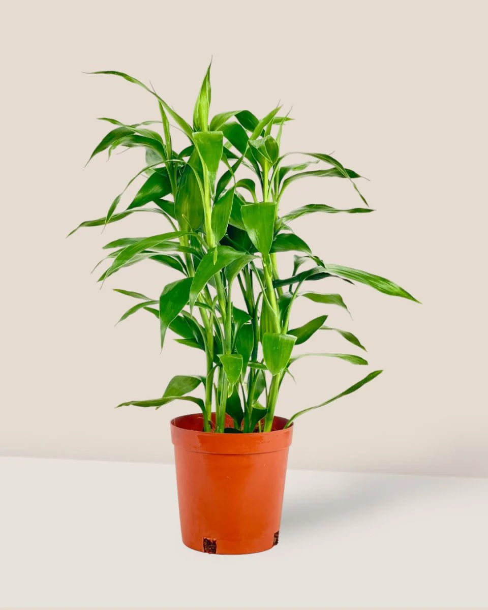 Lucky Bamboo Plant - Image 13