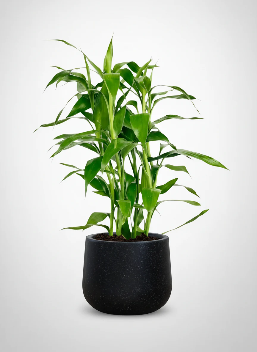 Lucky Bamboo Plant - Image 6