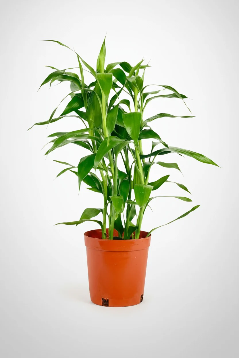 Lucky Bamboo Plant - Image 7