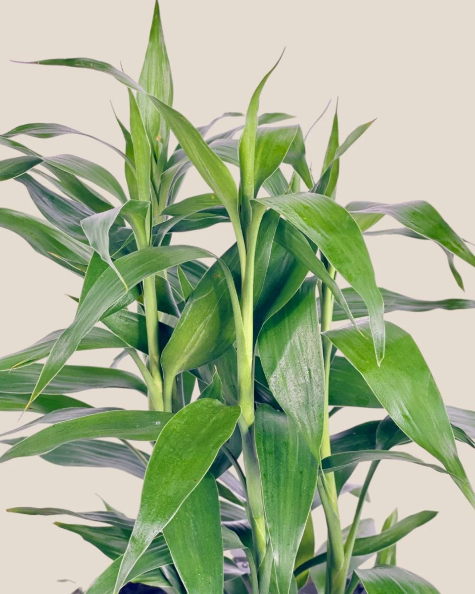 Lucky Bamboo Plant - Image 8