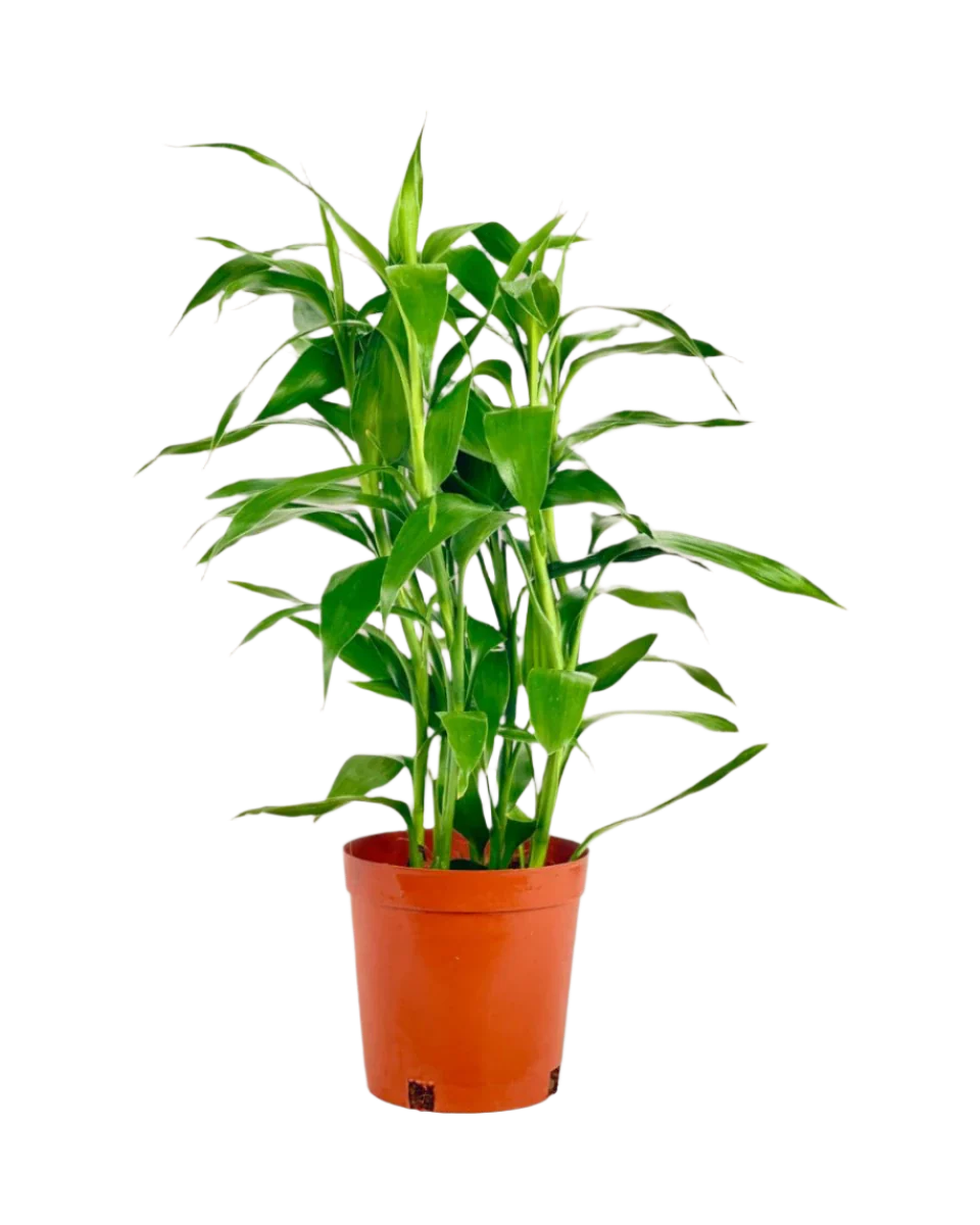 Lucky Bamboo Plant - Image 9