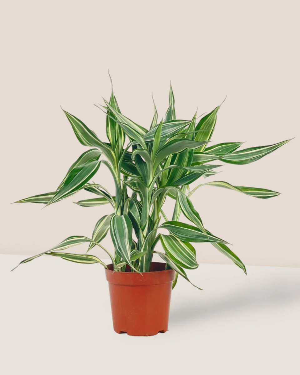 Lucky Bamboo Plant - Variegated - Image 2